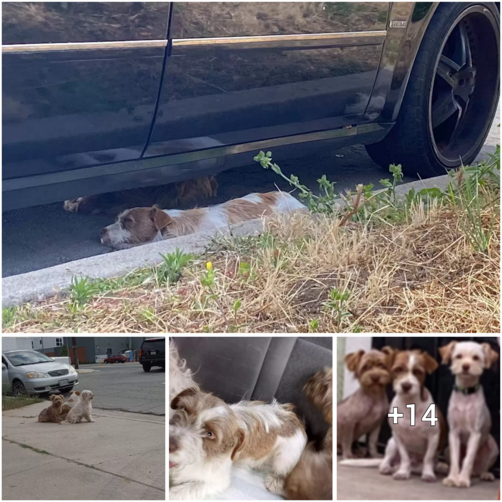 “Stranded and Strengthened: A Trio of Puppies Forge a Protective Bond While Awaiting Rescue”