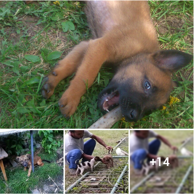 “Hopeless Whimpers of a Small Dog Trapped Under the Gate, Suffering in Silence for Rescue and Relief”