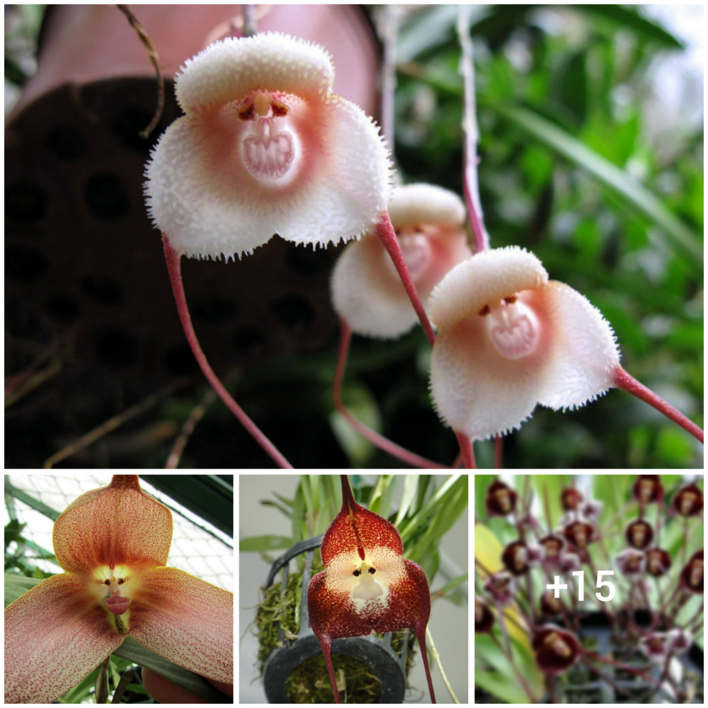 The Astonishing Mimicry of the Monkey Face Orchid in Nature