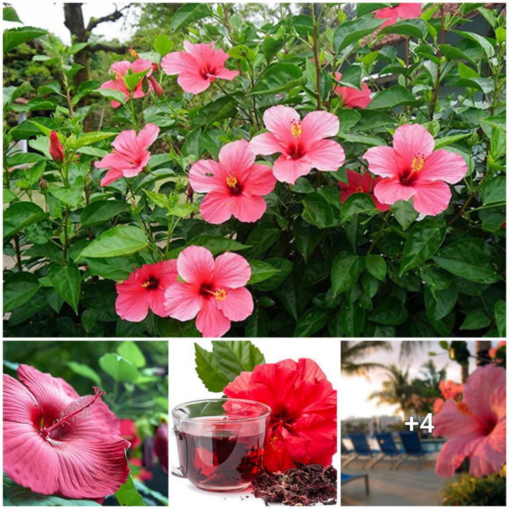 Exploring the Beauty of Hibiscus Flowers: A Comprehensive Guide to their Scientific Nomenclature and Unique Features