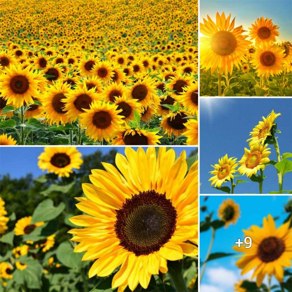 Soak Up Some Sunshine: A Guide to Growing Sunflowers That Will Bring Joy to Your Life
