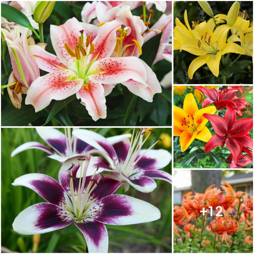 “Simple Steps to Successfully Cultivate Lilies from Seeds During the Summer”