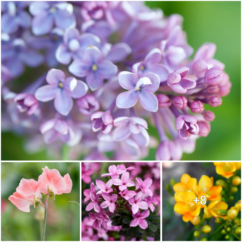 Discover the Aromas of the World’s Most Fragrant Blossom