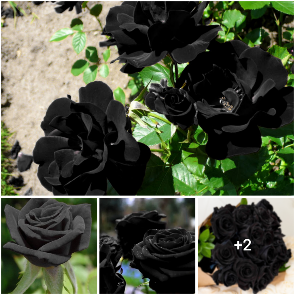 The Alluring Beauty of the Black Rose: A Blossom Like No Other